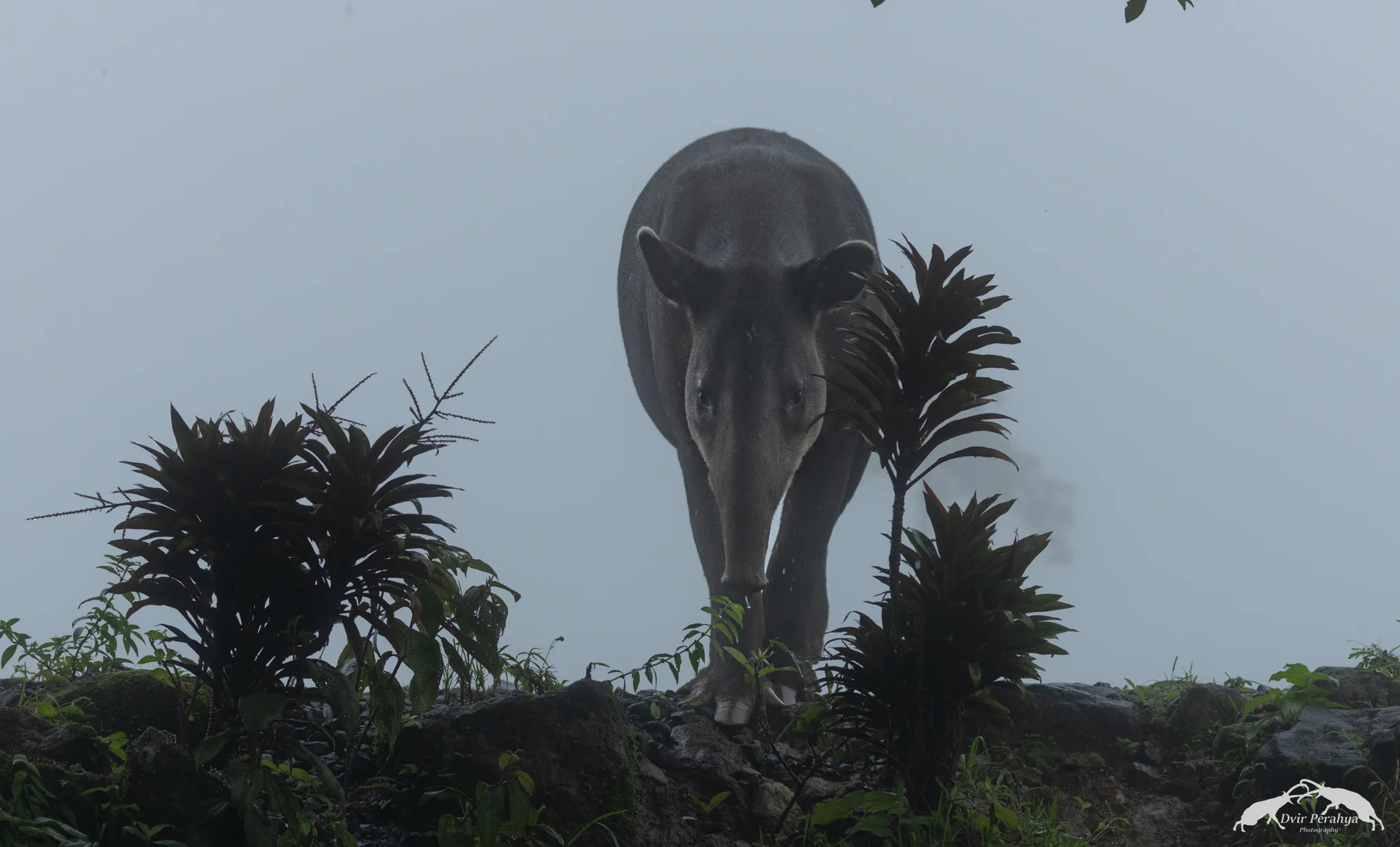 Costa Rica Wildlife
